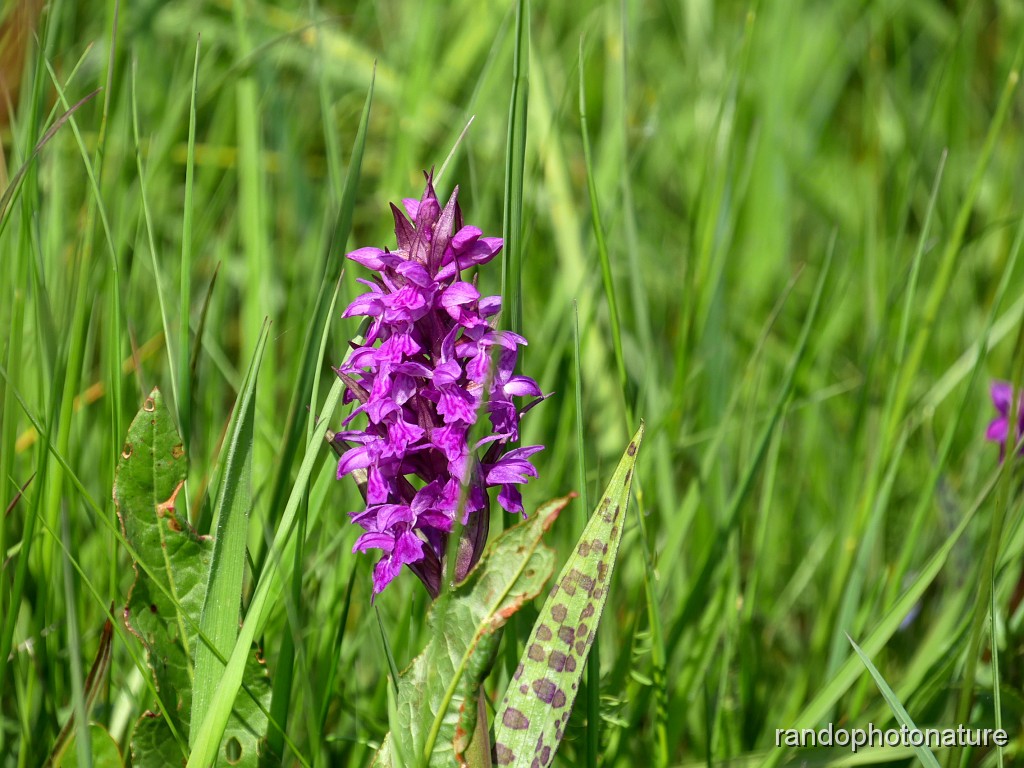 10_Orchis a larges feuilles_1.JPG - Orchis à larges feuilles